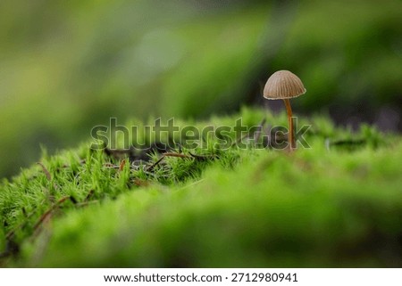 macro view of a tiny wild mushroom (likely Deconica montana) emerging from a bed of lush, vibrant green moss on the forest floor.