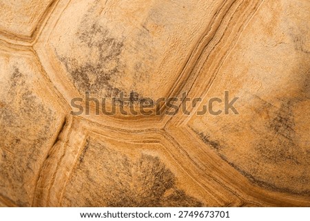 Macro view of a tortoise turtle shell displaying intricate natural patterns and textures in warm brown and beige colors with subtle dark markings.