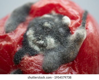 Macro view of toxic dark mold, growing mildew and fungus on rotten tomato. Improper storage of vegetables. Wastage of Lycopersicon. Food waste in supermarkets. Incorrect long-term storage.