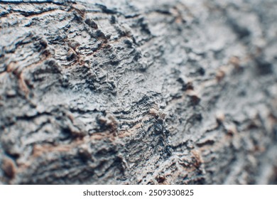 Macro view of tree bark showcasing its intricate texture and natural patterns, highlighting the rugged and detailed surface