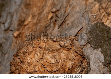 Macro view of a tree burl and rough bark texture, ideal for backgrounds, woodcraft and nature projects.