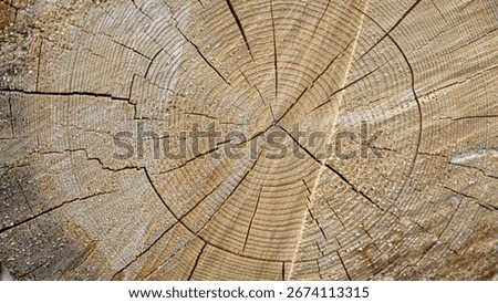 Macro view of tree trunk cross section