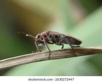 Macro view of true bug on green, ideal for biodiversity, entomology, and nature visuals.