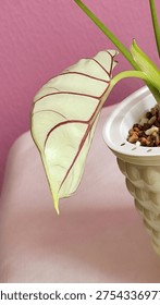 Macro view of the underside of a tropical leaf from Alocasia baginda showing pale green coloration with striking red veins forming an elegant natural pattern. The leaf grows from a potted indoor plant placed in a decorative container with mineral substrate. Set against a soft pastel pink background, the image emphasizes botanical texture, structure and the exotic beauty of rare houseplants. Ideal for themes related to plant collectors, indoor gardening, tropical foliage, botanical textures and modern plant lifestyle aesthetics.