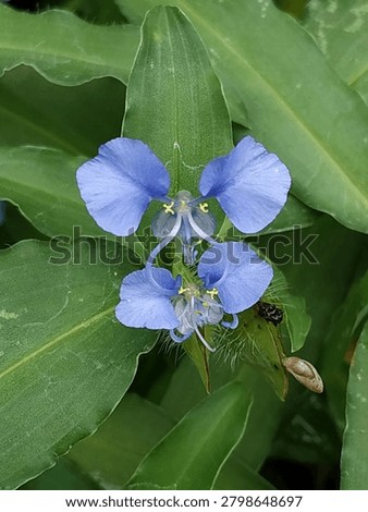 Macro view of the unique blue flowers and hairy foliage of a Benghal dayflower (Commelina benghalensis).