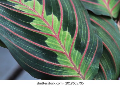 Macro View Of The Veins On A Leaf Of The Herringbone Plant