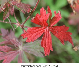 Macro view of a vivid red leaf showing intricate veins and texture during autumn.