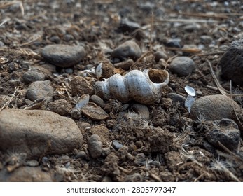 Macro view of a white empty snail shell lying on dry soil surrounded by small stones and natural debris. Captured in daylight with selective focus and copy space, suitable for environmental, wildlife, ecology, and macro photography concepts.