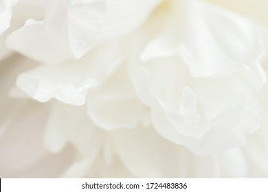 牡丹花白色水彩库存照片 图片和摄影作品 Shutterstock