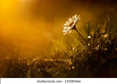 Macro View Of Wild Flower In Sunset With Bokeh.