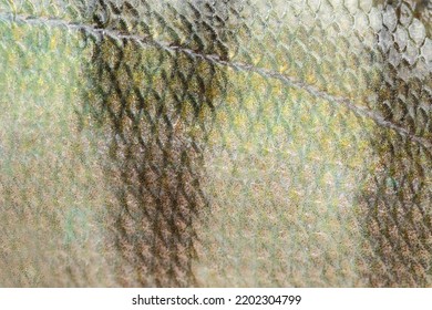 Macro View Wild Perch Bass Fish Textured Skin Scales. Photo Silever Green Yellow Dark Scaly Textured Pattern. Selective Focus, Shallow Depth Field.