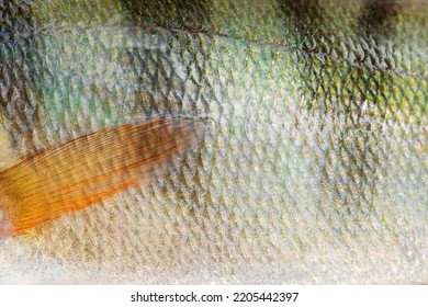 Macro View Wild Perch Bass Fish Textured Skin Scales. Photo Silever Green Yellow Dark Scaly Textured Pattern. Selective Focus, Shallow Depth Field.