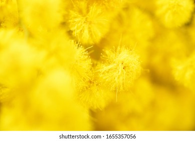 Macro View Of Yellow Mimosa Flower. France