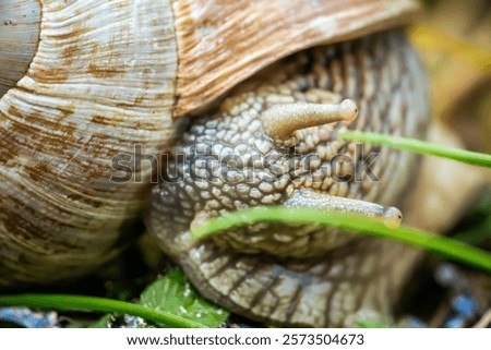 Similar – Image, Stock Photo A vineyard snail is reflected in a puddle and looks directly into my camera.