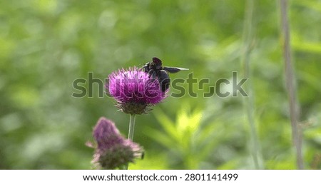 Macro - Violet carpenter bee on a lilac flower