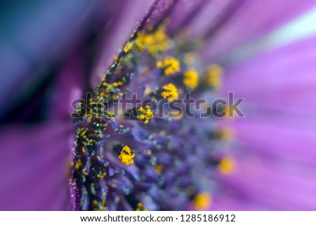 Similar – Image, Stock Photo ladybugs Ladybird Insect
