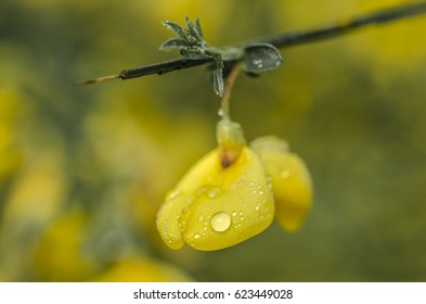 macro water