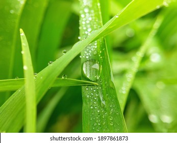 macro water dew drop on green wet grass in winters morning