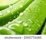 Macro of water drop on green banana fruit, Close up dew drop on green banana fruit