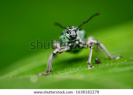 Macro from a weevil in green leaf. Weevil Eupholus from Indonesia. Weevil insect high resolution and magnification extreme macro with green background.