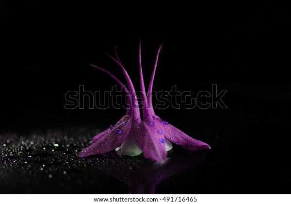 Macro Wet Purple Drop Water Aquilegia Stock Photo Edit Now