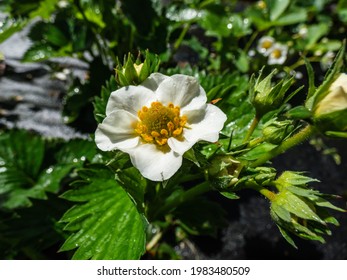 Macro Of Wet Strawberry Flower With Detailed Stamens (androecium) Arranged In A Circle And Surrounded By White Petals On A Green Strawbery Plant. Waterdrops On Flower