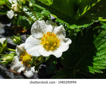 Macro Of Wet Strawberry Flower With Detailed Stamens (androecium) Arranged In A Circle And Surrounded By White Petals On A Green Strawbery Plant. Waterdrops On Flower