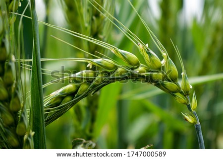 Macro wheat, barley. Beautiful green wheat ear growing in agricultural field, rural landscape. Green unripe cereals. The concept of agriculture, healthy eating, organic food. Close-up spike let