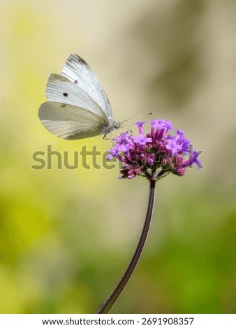 Macro of a white cabbage butterfly on a purple verbena flower blossom