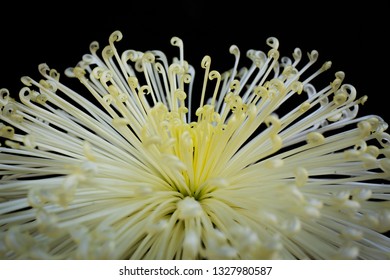 Macro Of White Flower Bloom (Tasmanian Bluegum) - Kyoto, Japan