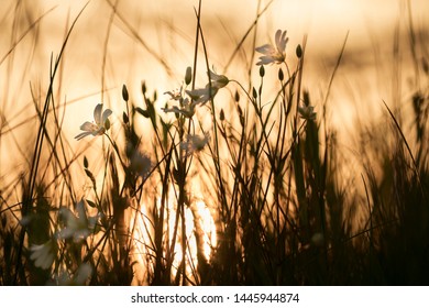 Macro of white flower - Starwort (Stellaria)