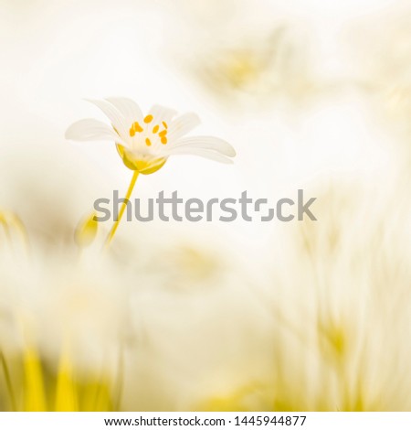 Foto Bild Gelbe Mohnblüte einer Blumenwiese aus der Froschperspektive