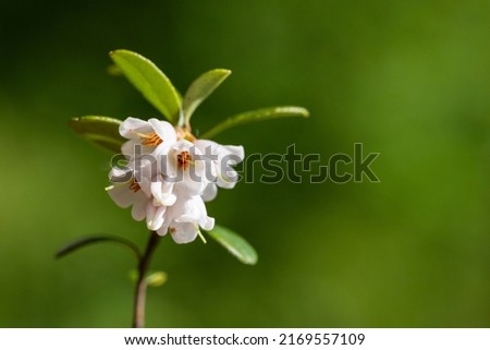 macro White flowers of Vaccinium vitis-idaea (lingonberry, partridgeberry, mountain cranberry or cowberry), which grows in the highlands of the Carpathians.