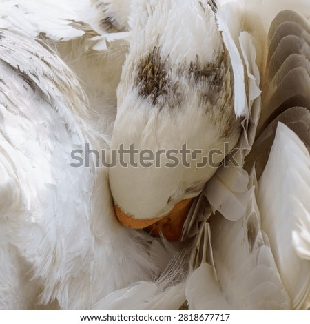 Macro of White Goose Preening Feathers⁠