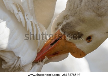 Macro of White Goose Preening Feathers⁠