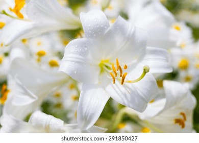 White Lilium Hd Stock Images Shutterstock