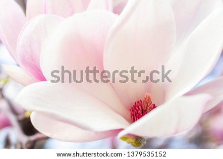 Similar – Close-Up Details Of Pink Tulip Flower