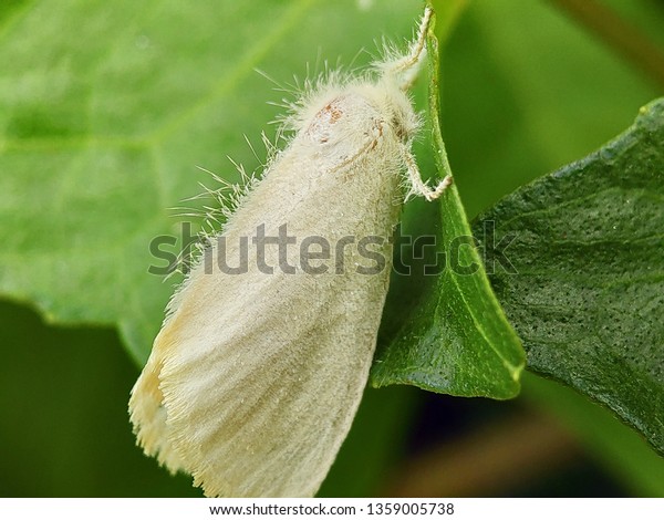 Macro White Moths On Green Leaves Stock Photo Edit Now 1359005738