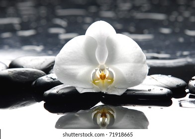 Macro Of White Orchid And Therapy Stones On Pebble