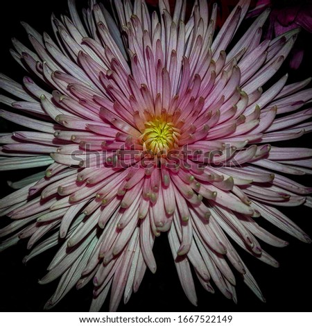 *Macro of a WhitePink Flower*