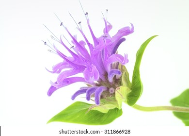 A Macro Of Wild Bergamot On White. 