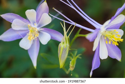 Macro of wild columbine flowers and buds