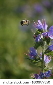 Macro Wild Life Bee Flowers