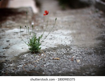 Macro Wild Life Flowers Nature