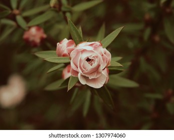 Macro Wild Rose