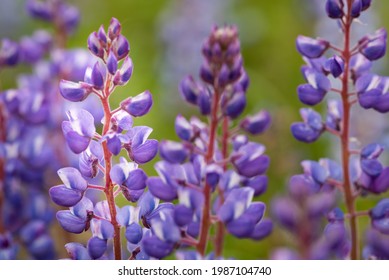 Macro Wild Violet Lupine Flowers Blooming In Prairie Restoration
