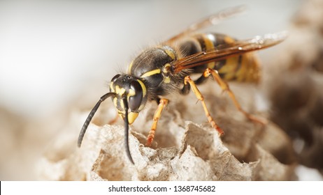 Macro Of Wild Wasp Resting In Hive Vespiary
