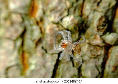 Macro Wolf Spider Leftover Exoskeleton After Moulting