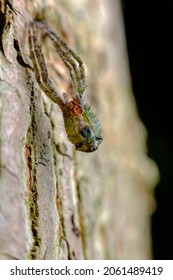 Macro Wolf Spider Molting And Shedding Their Exoskeleton