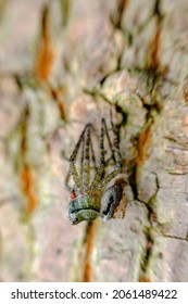 Macro Wolf Spider Molting And Shedding Their Exoskeleton